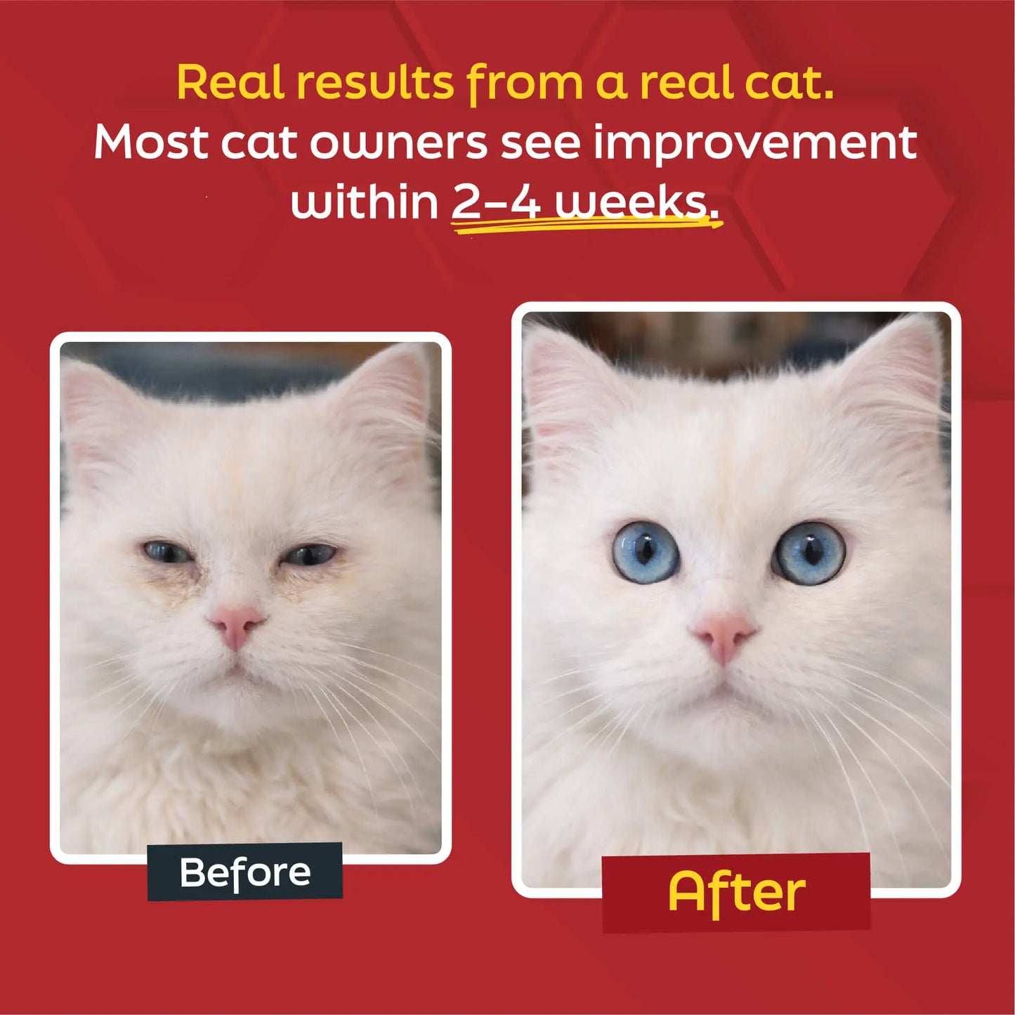 Cat L-Lysine Powder