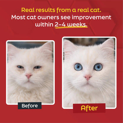 Cat L-Lysine Powder
