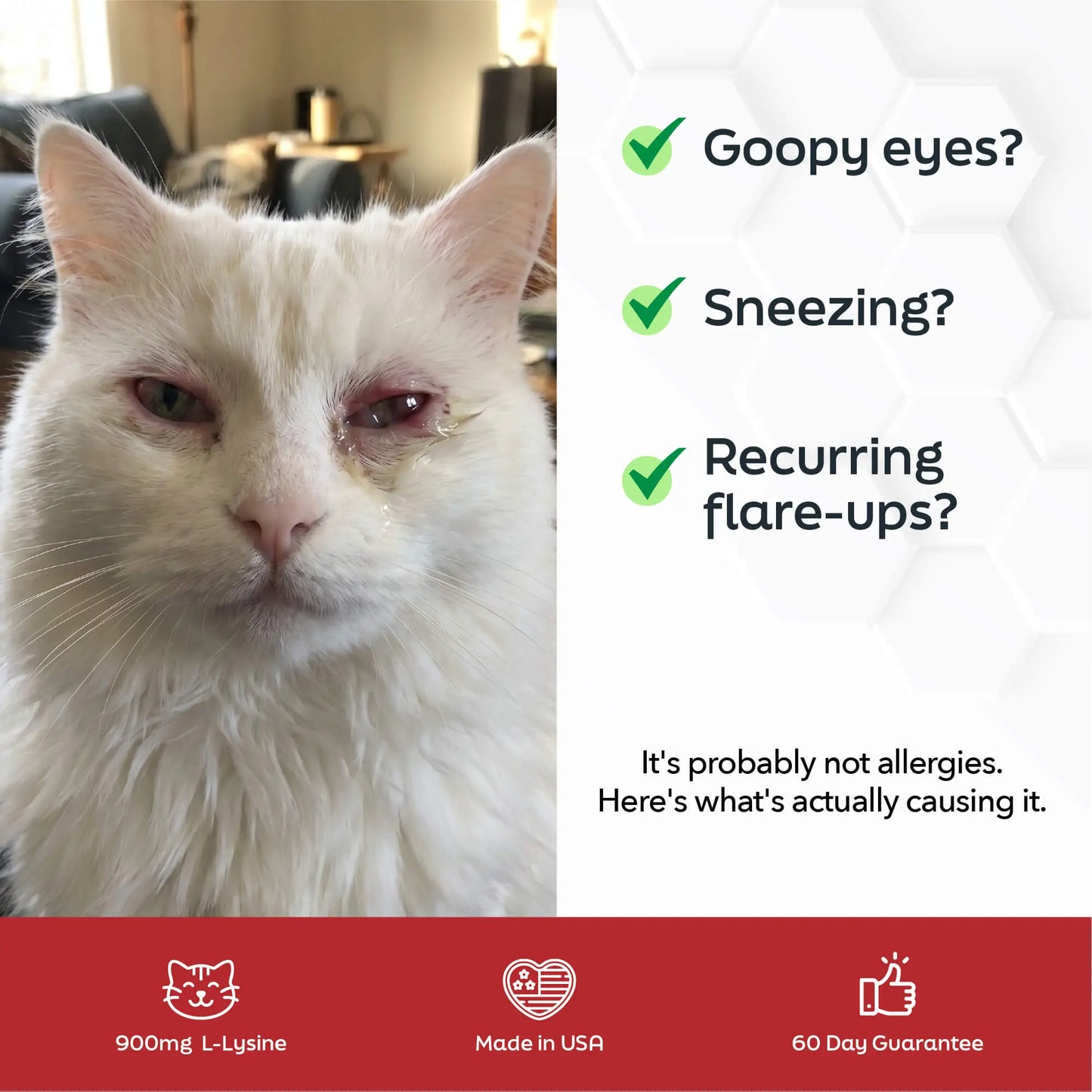 Cat L-Lysine Powder