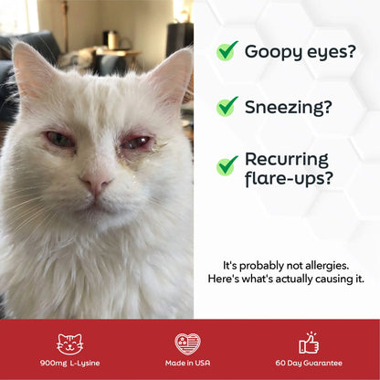 Cat L-Lysine Powder